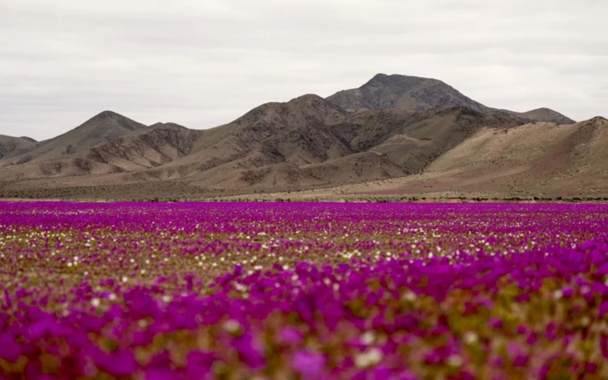 Dünyanın en kurak çölü Atacama'da çiçekler açtı