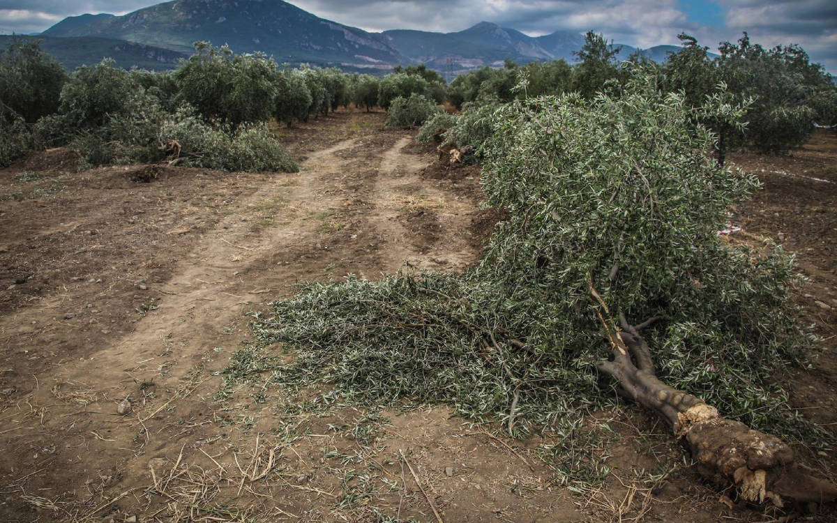 Greenpeace Türkiye’den kampanya: Zeytinlikleri tehdit eden kanun iptal edilsin