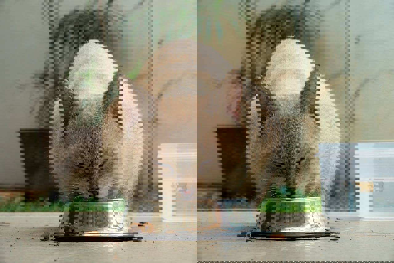 İstanbul man agrees to pay ‘alimony’ for cats’ care after divorce settlement