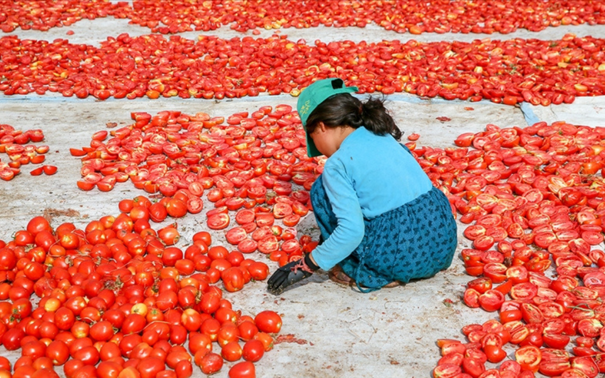 "1 yetişkin işçiye 30 bin TL vermek yerine 2 çocuk işçi çalıştırıyorlar"