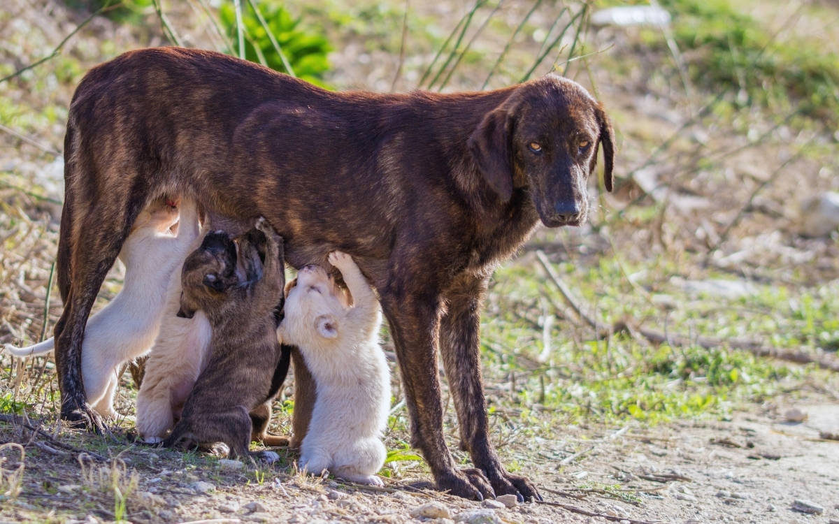 2025’in ilk altı ayında en az 477 bin hayvanın yaşam hakkı ihlâl edildi