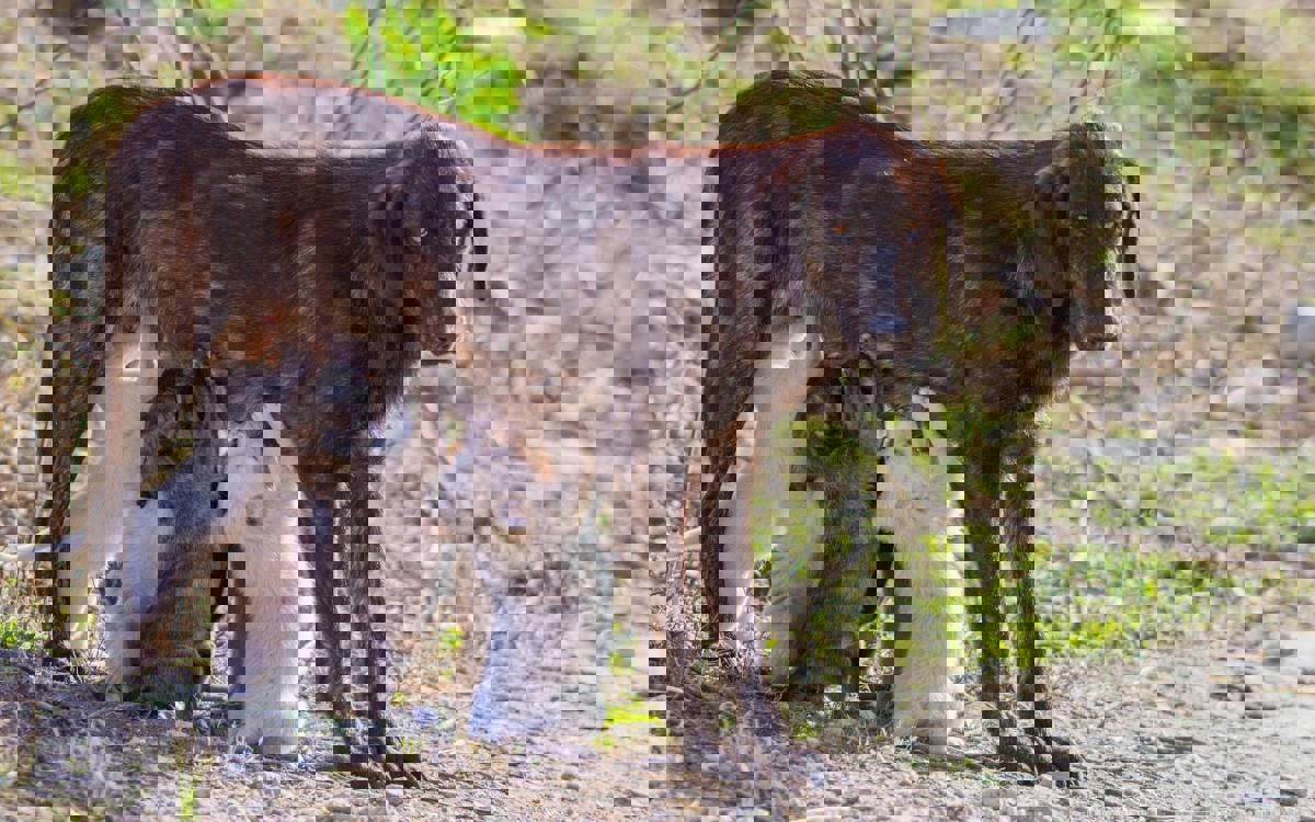 Di şeş mehên destpêkê ên salê de mafê jiyanê yê herî kêm 477 hezar ajalan hatiye binpêkirin