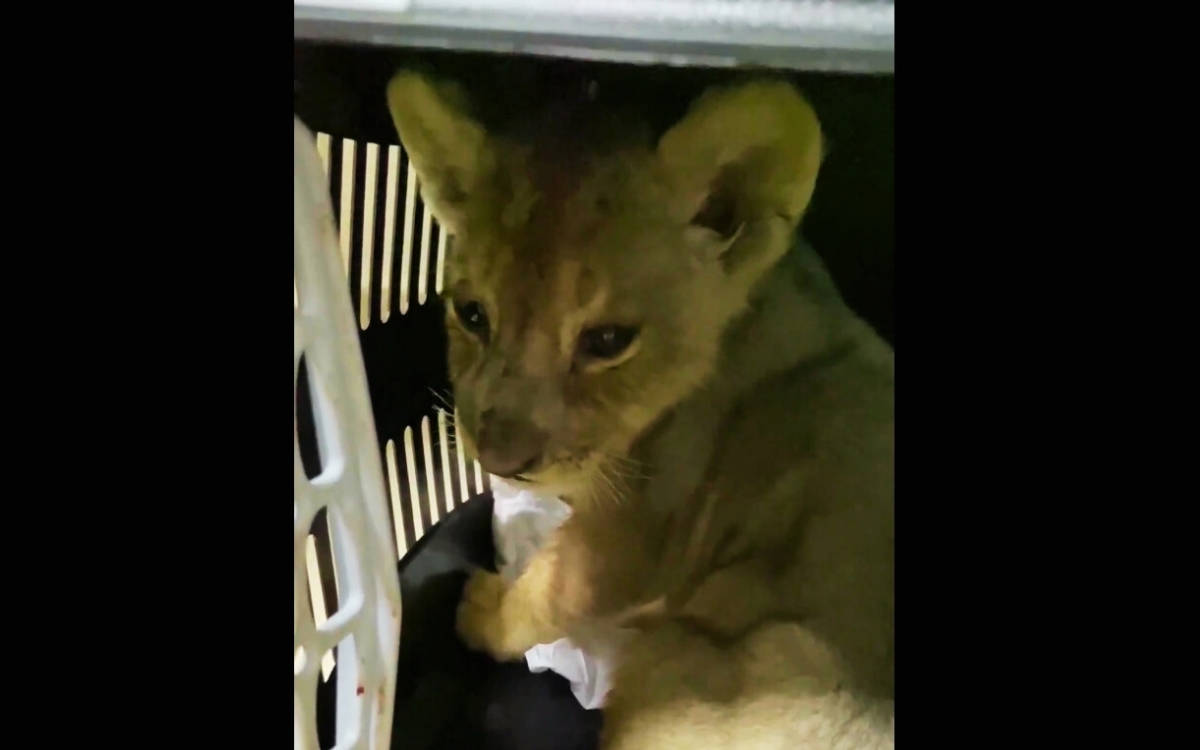Yasa dışı yollarla Türkiye’ye getirilen Afrika aslanı yavrusuna el konuldu