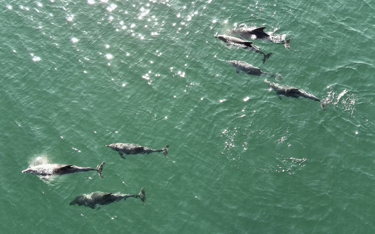 Karadeniz’de dolaşan yunuslar drone’la görüntülendi