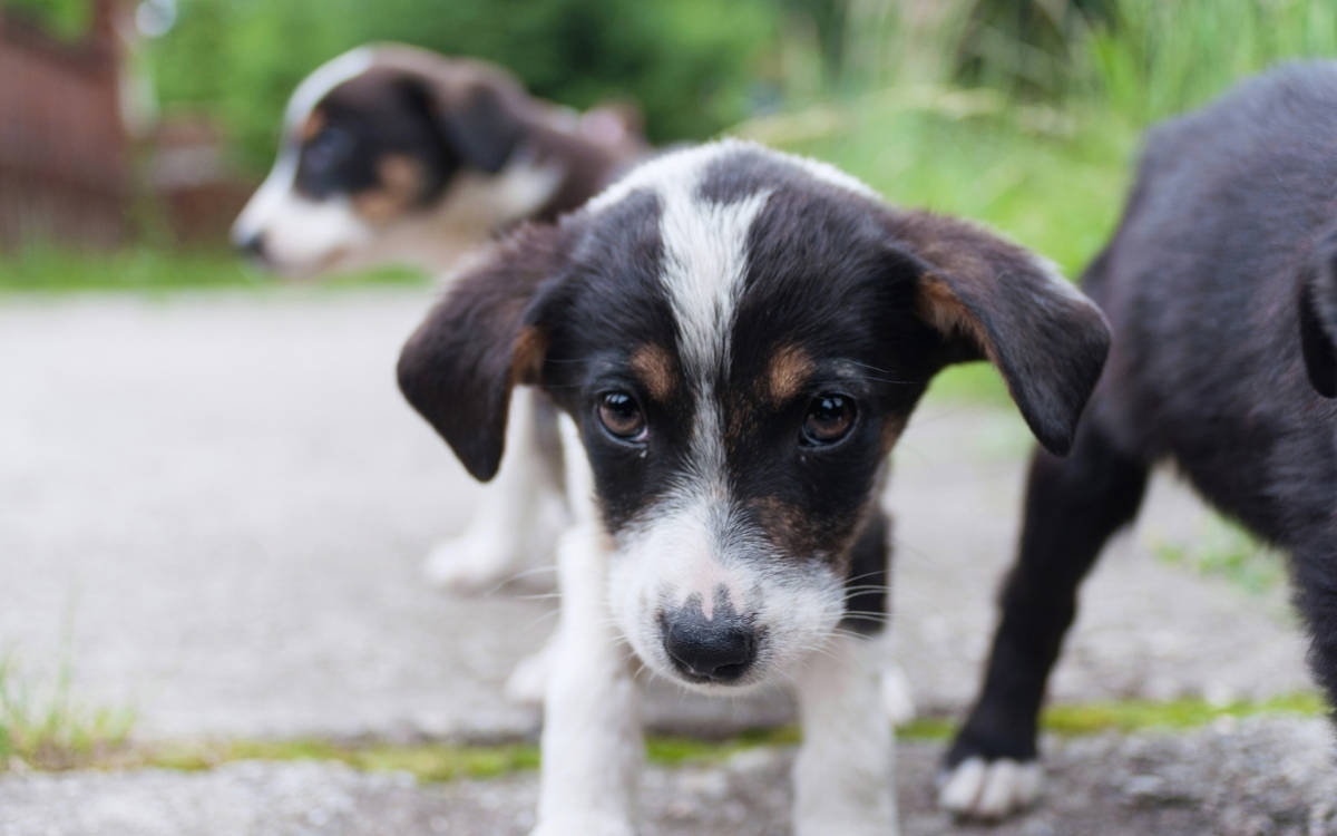 İstanbul Valiliği sokakta yaşayan köpekleri beslemeyi yasakladı