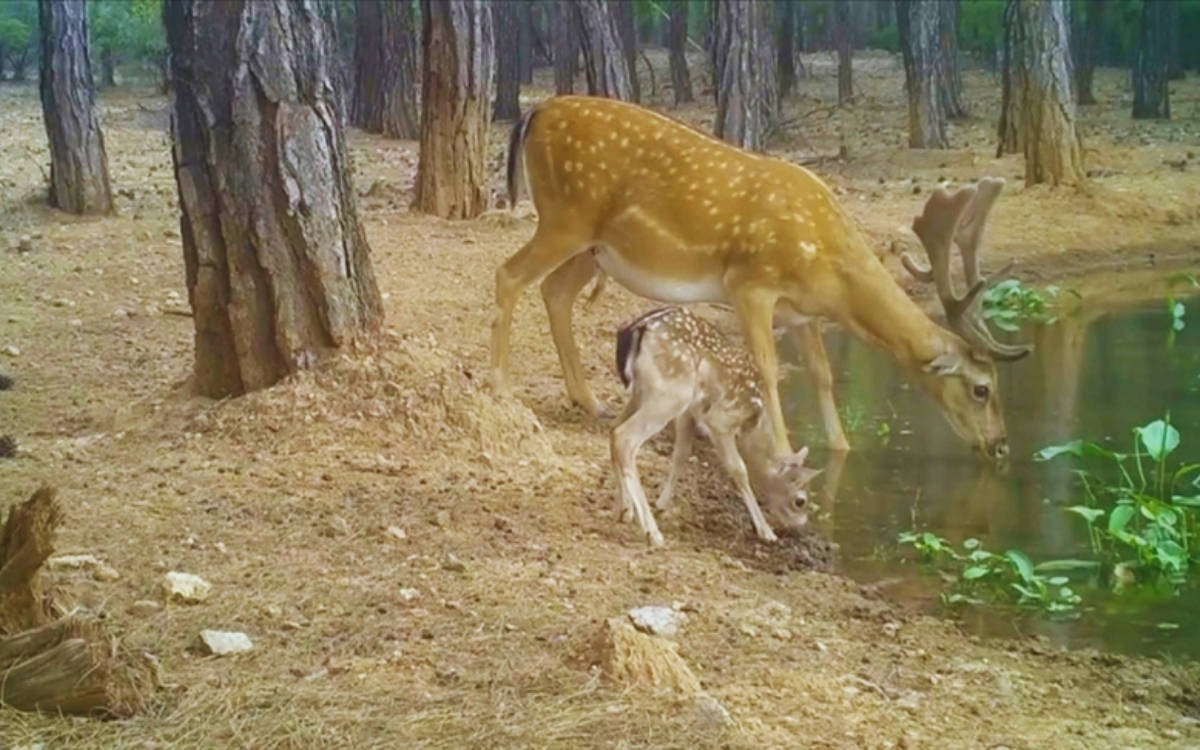Nesli tehdit altındaki alageyik ve yavruları, fotokapanla görüntülendi