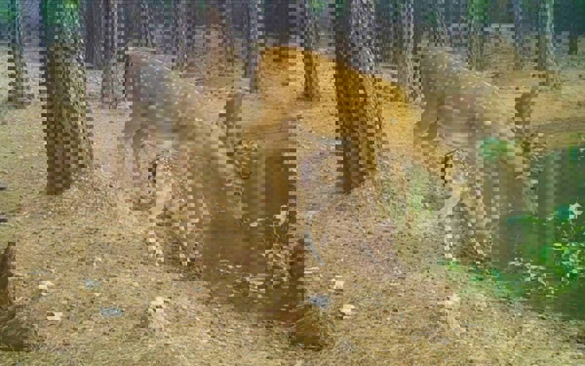 Rare fallow deer spotted on camera in protected Antalya habitat