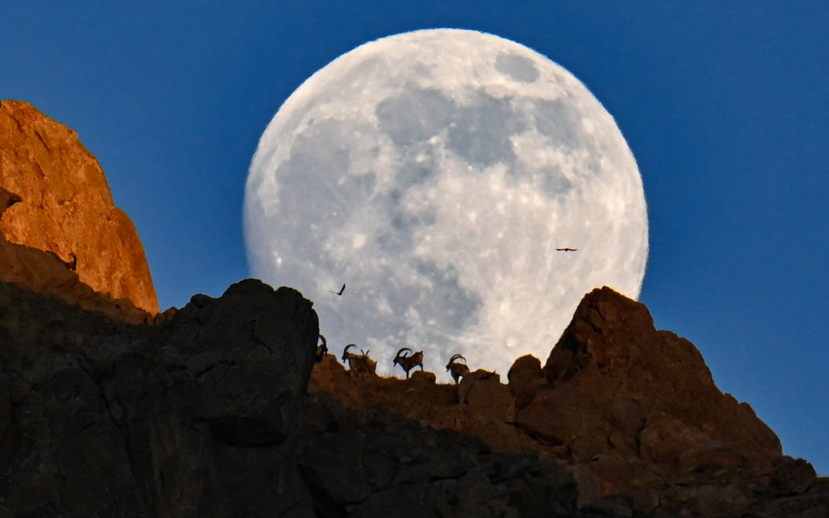 Yaban keçileri dolunayla birlikte görüntülendi