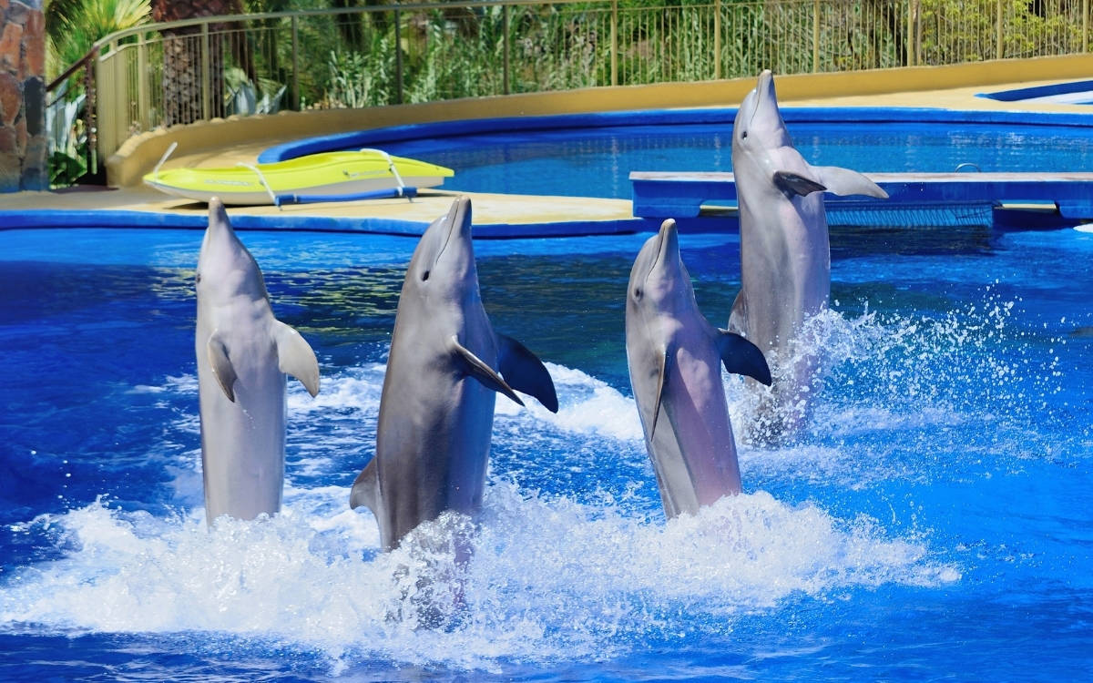 Yunus parkında yasa dışı yunus üretimine suç duyurusu