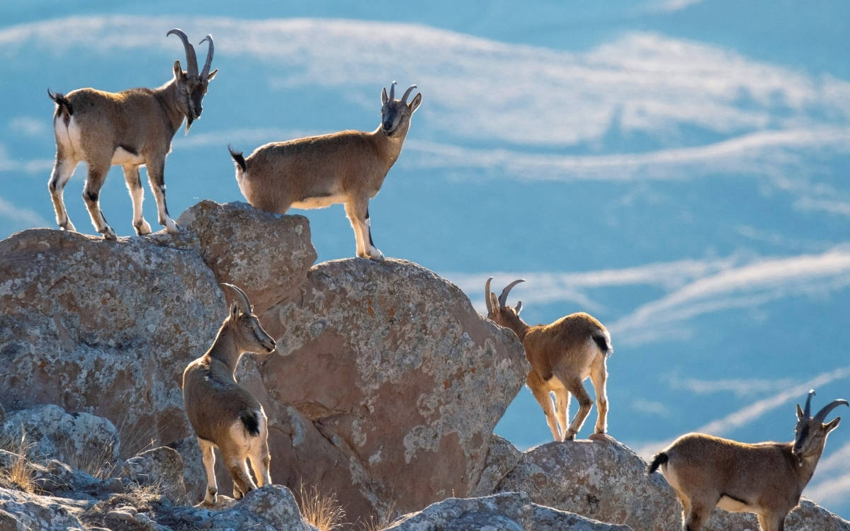 Şırnak’ta 36 dağ keçisi öldürüldü