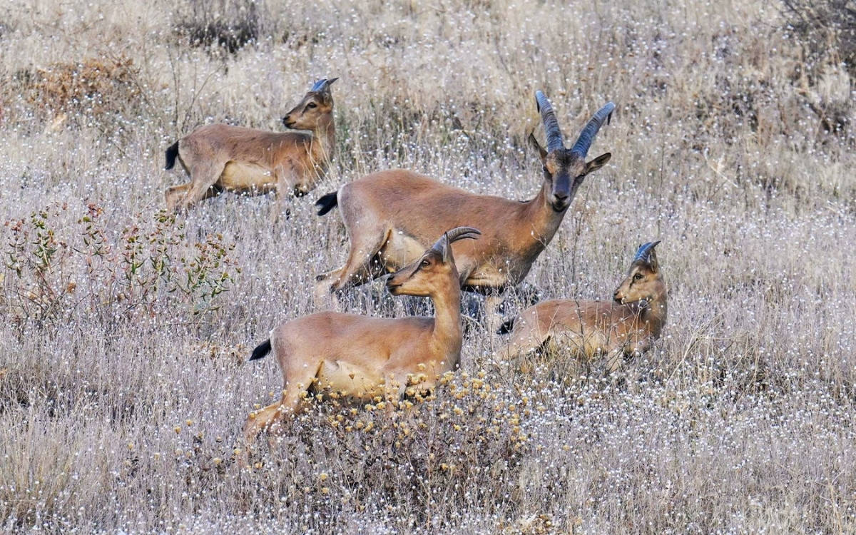 Şırnak’ta öldürülen 36 dağ keçisi: “Resmî merciler üç maymunu oynuyor”