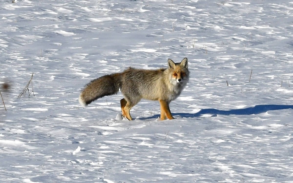 Kars’ta nadir görülen kızıl tilki ve paçalı şahin görüntülendi