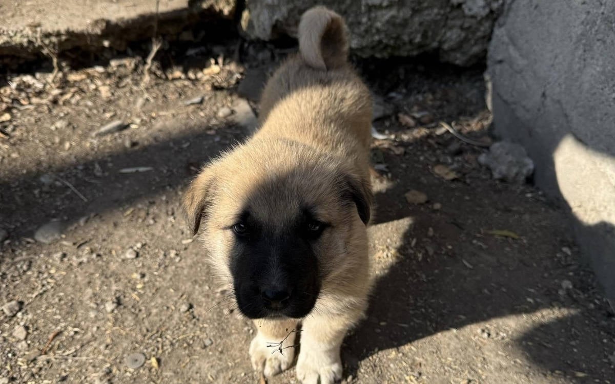 Polis, Ağrı’daki ev baskınında beş yavrusu olan köpeği öldürdü