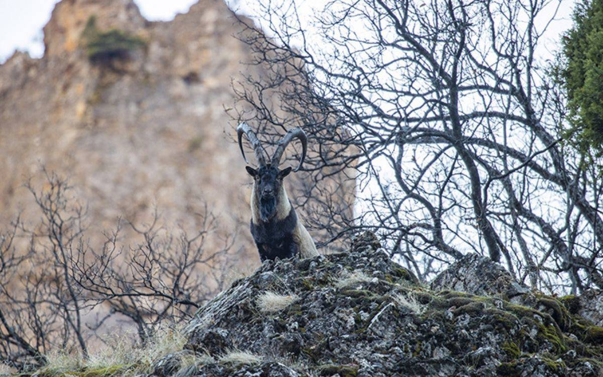 Yaban keçileri kar sonrası Munzur Vadisi’ne indi