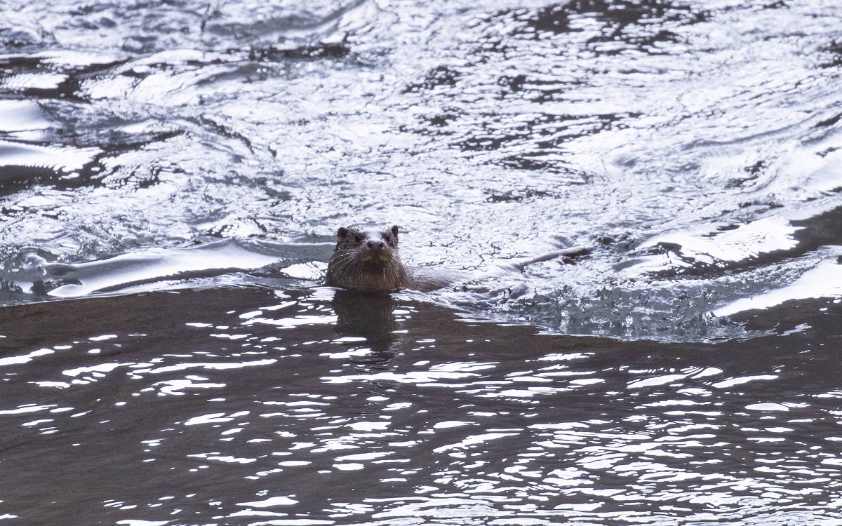 Dersim’de nesli tehlike altındaki su samuru görüntülendi