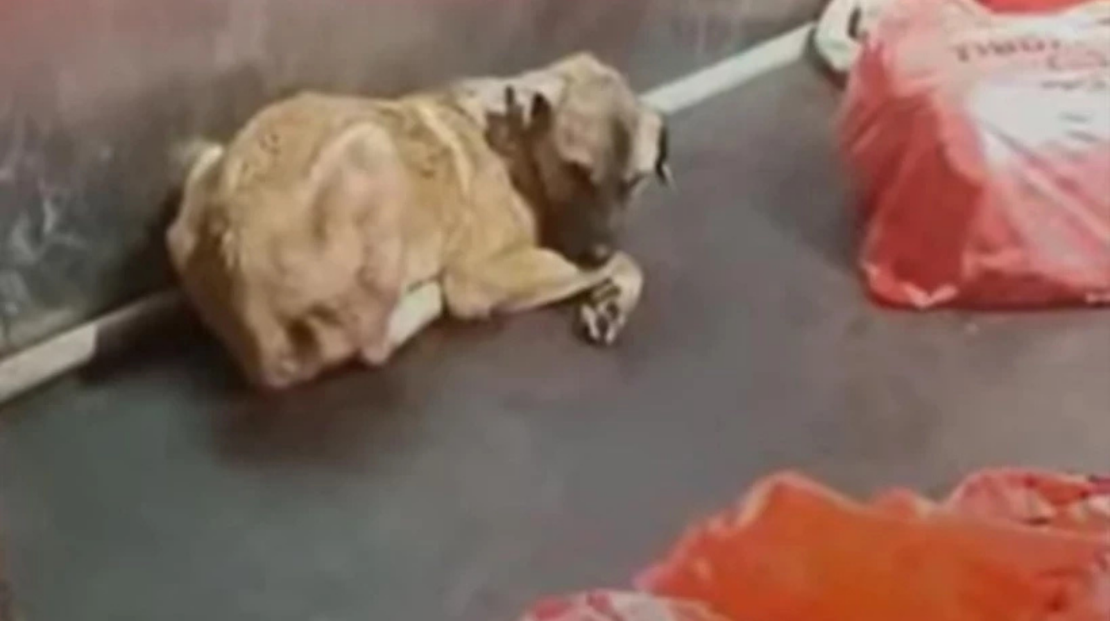 Ankara'da Karataş Barınağı'nda hayvan katliamı