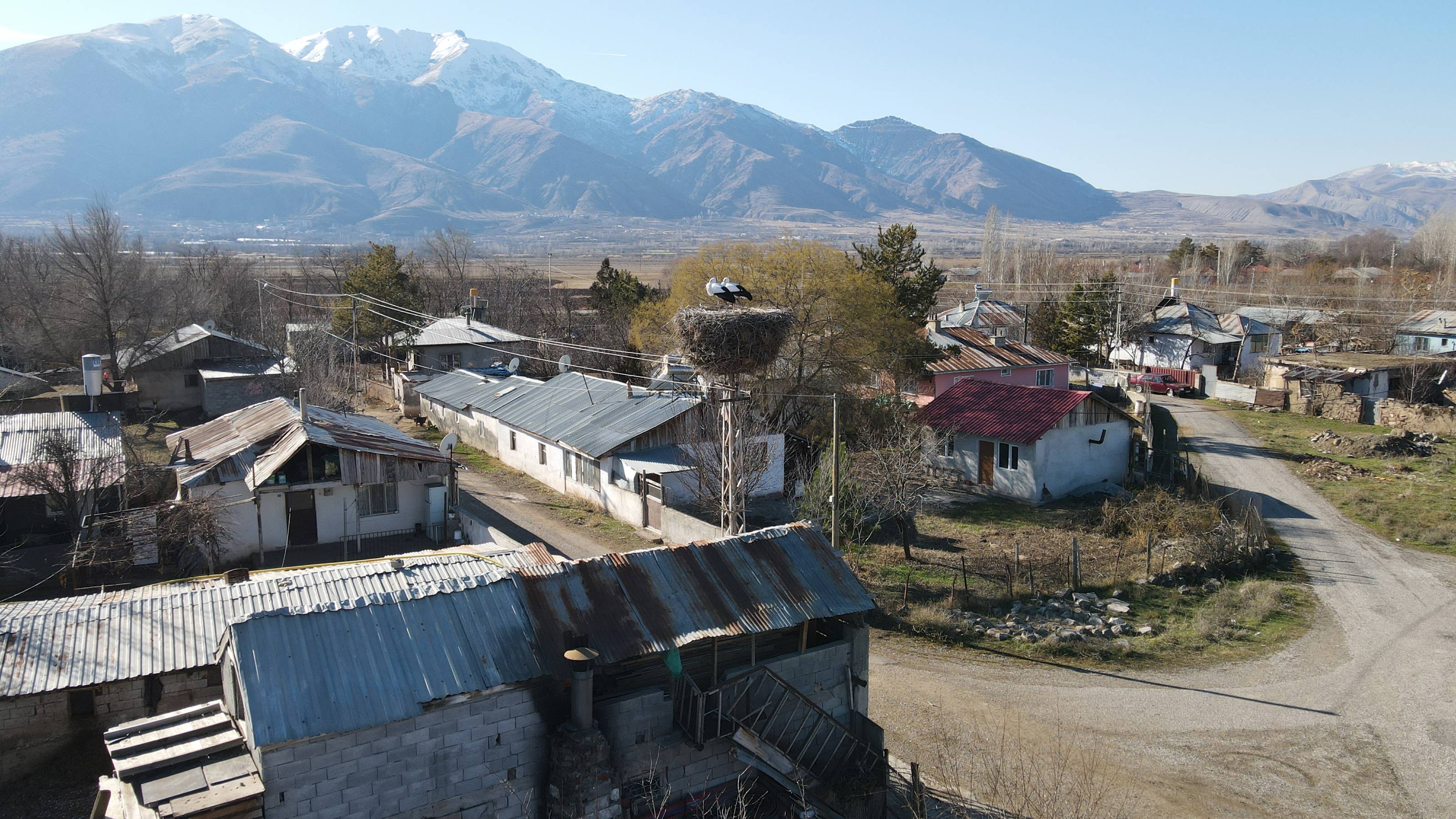 Storks in eastern Turkey increasingly skip migration due to warming climate
