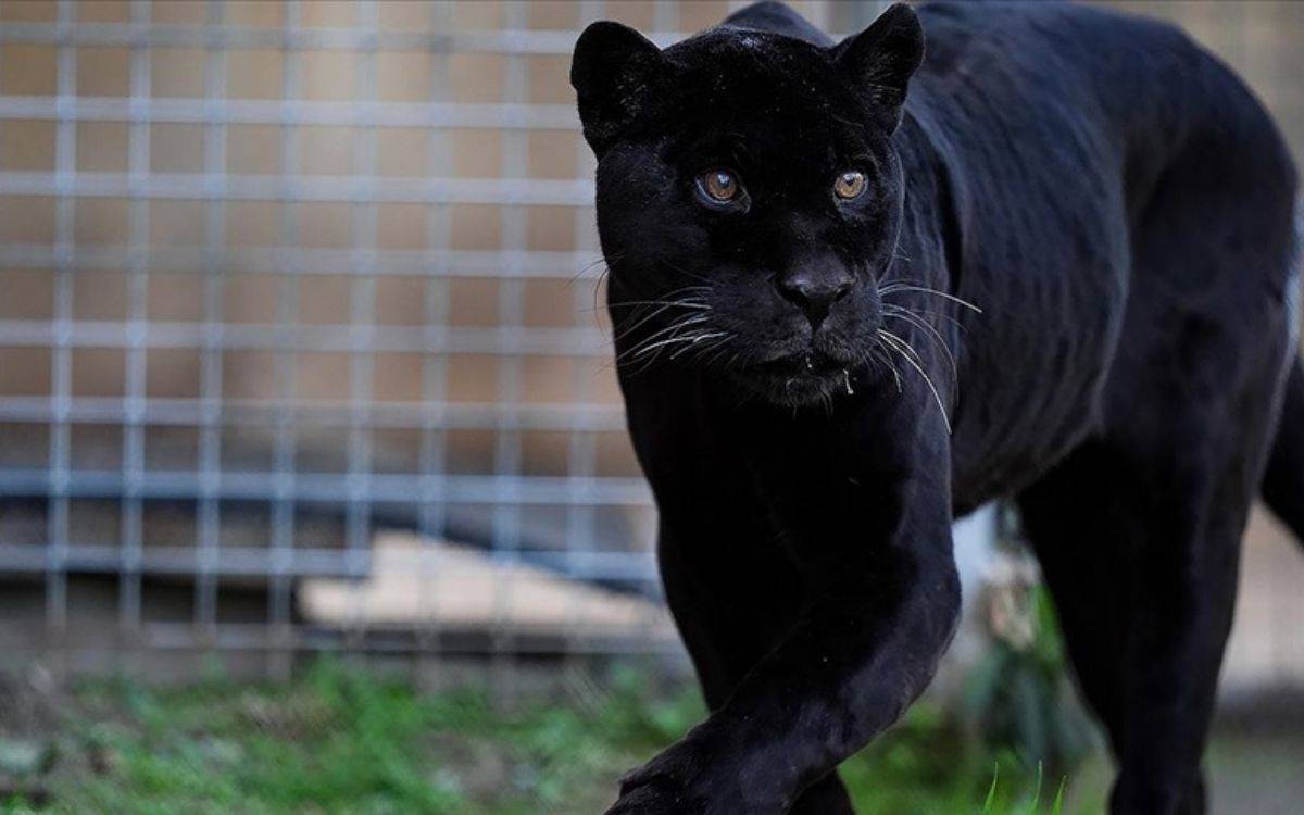 İzmir Doğal Yaşam Parkı'ndaki jaguar Juliet öldü