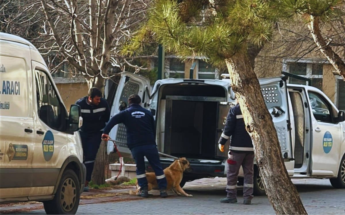 Talep dekanlıktan, uygulama belediyeden: Ankara Üniversitesi’nde köpekler toplatıldı
