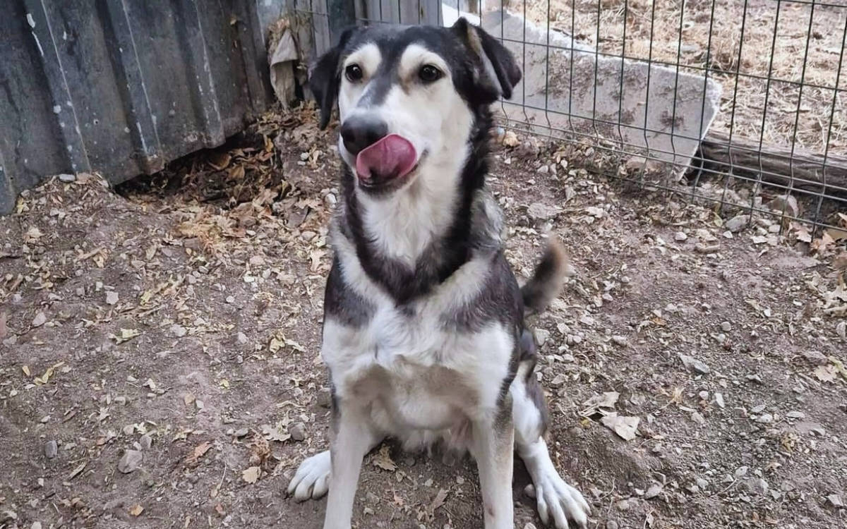 “Yaşlı köpeğe anestezi vermek, yaşlı insana anestezi vermeye benzer”