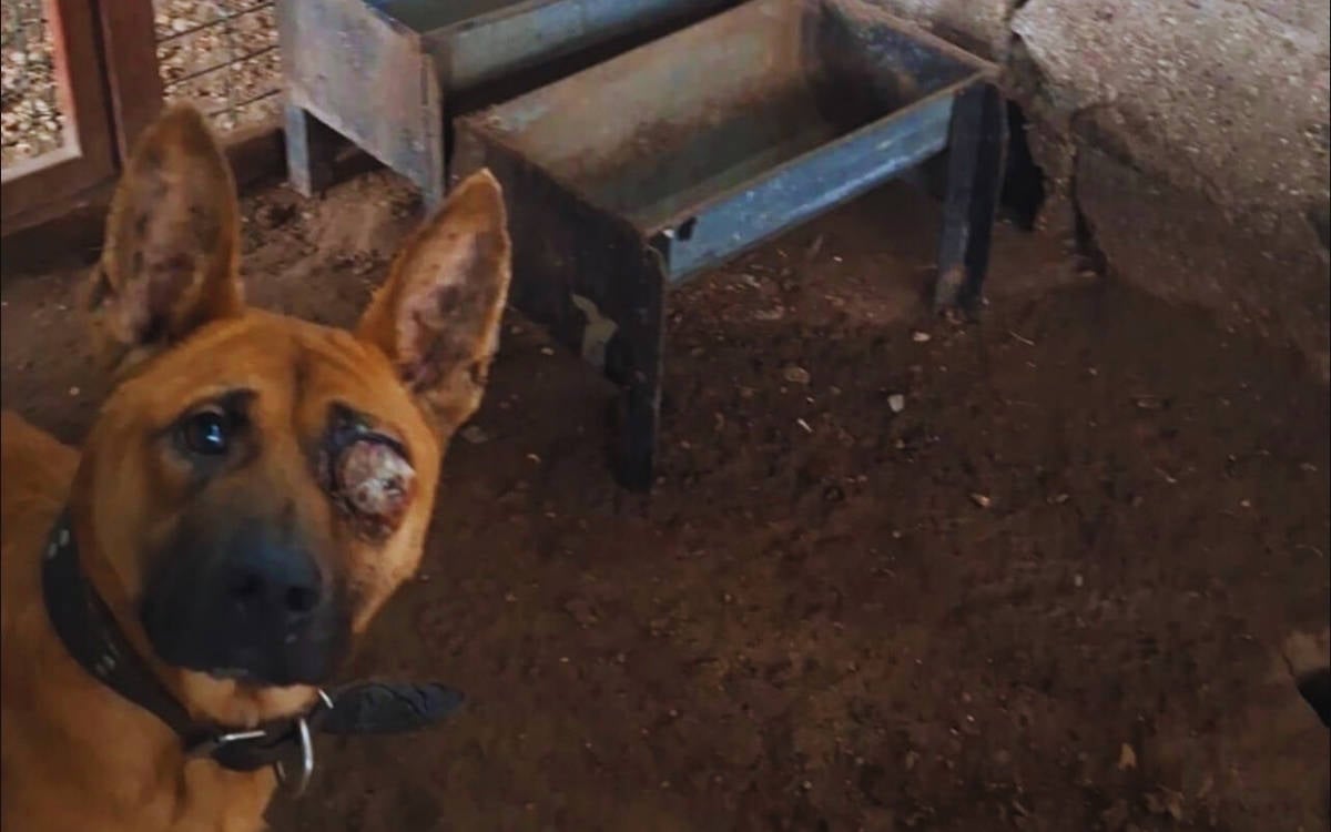 “Finike bakımevindeki görüntülerin sorumluluğu veteriner hekimlere yüklenemez”