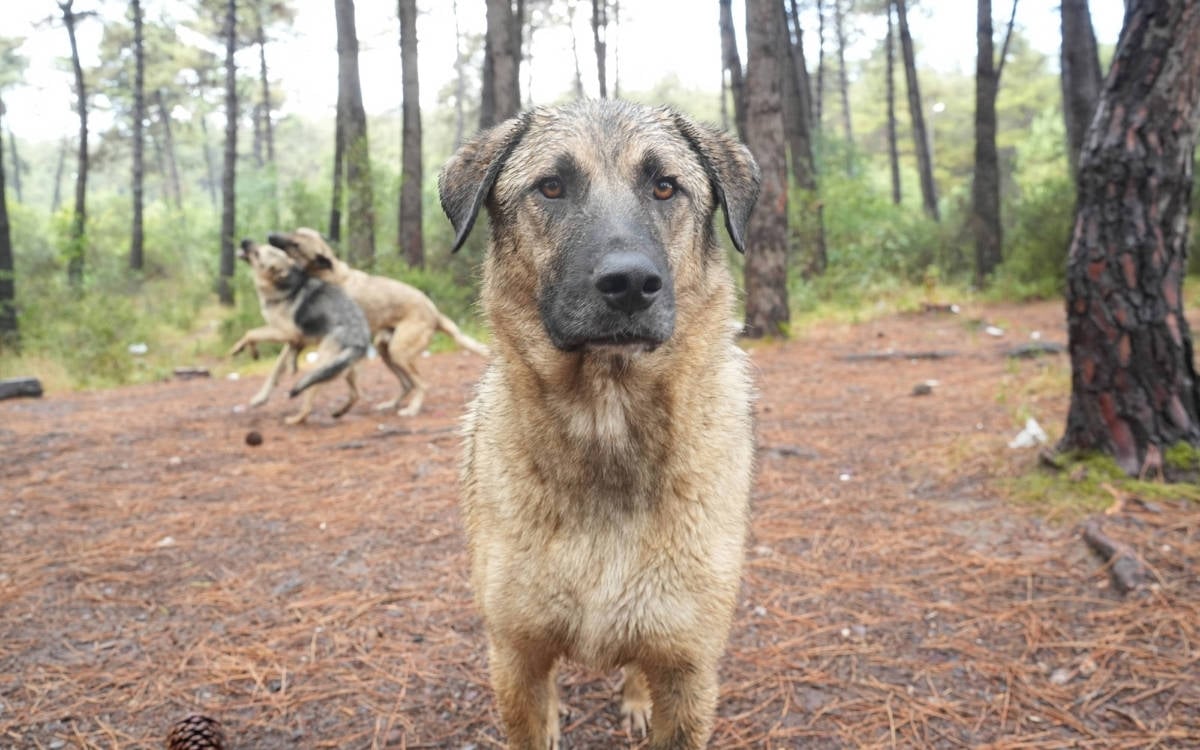 Belgrad Ormanı’nda toplatılan köpekler için İBB önüne eylem çağrısı