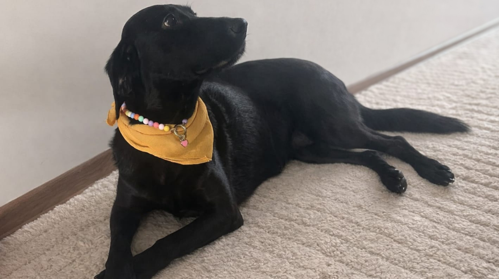 İnsan ve köpeğin ortak tarihi sanılandan daha eski çıktı