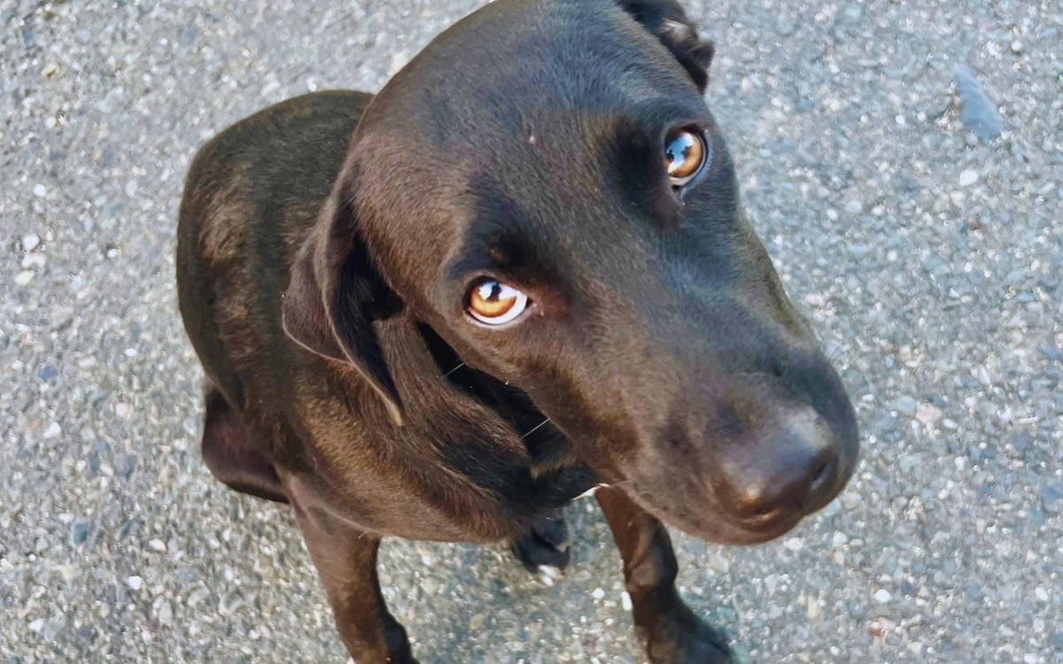 Sokaktaki köpeklerin toplatılmasına karşı Maltepe Belediyesi önüne çağrı