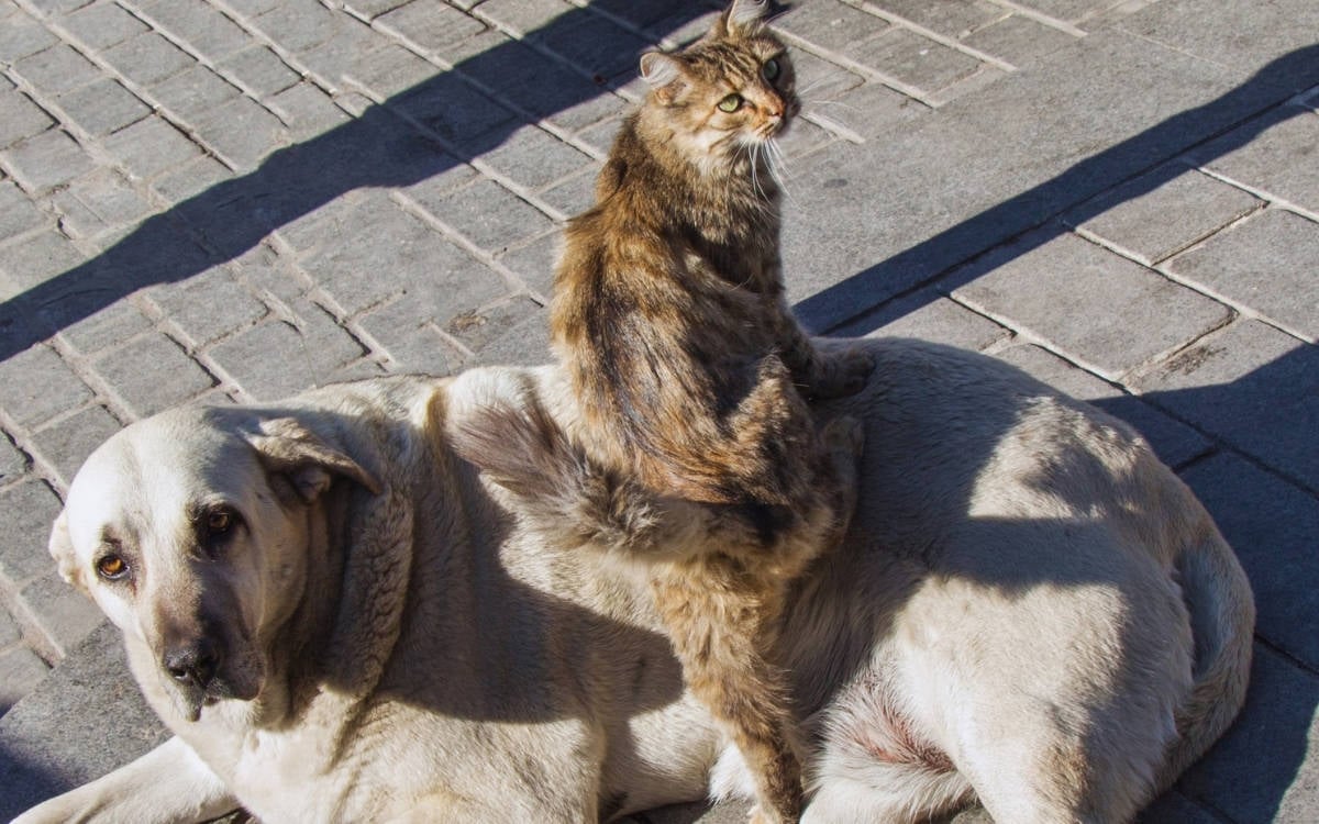 Hak savunucuları, sokakta yaşayan hayvanlar için Ankara’da buluşuyor