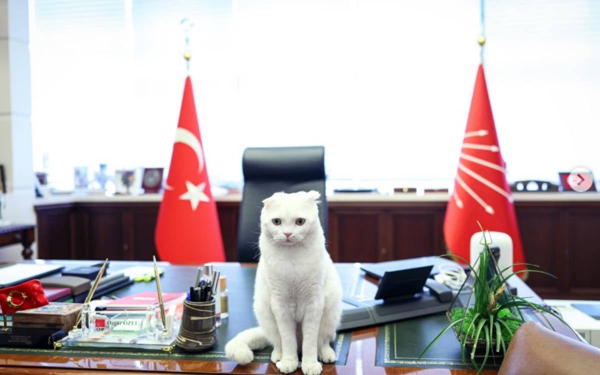 Özgür Çelik: Doğum oranlarındaki düşüşün nedeni hayvanlar değil ekonomik kriz