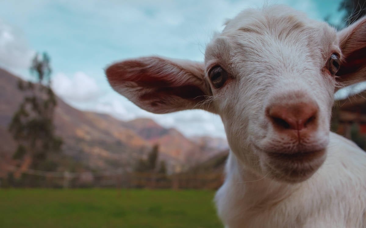 Türkiye Vegan Derneği’nden “can almadan bayram” çağrısı
