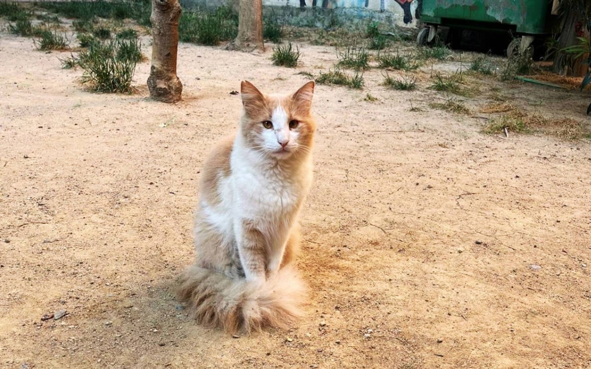 Diyarbakır’daki toplu kedi ölümleri TBMM gündeminde