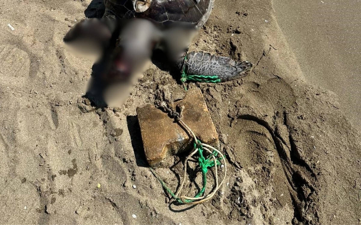 İzmir’de yüzgecine taş bağlanan deniz kaplumbağası hayatını kaybetti