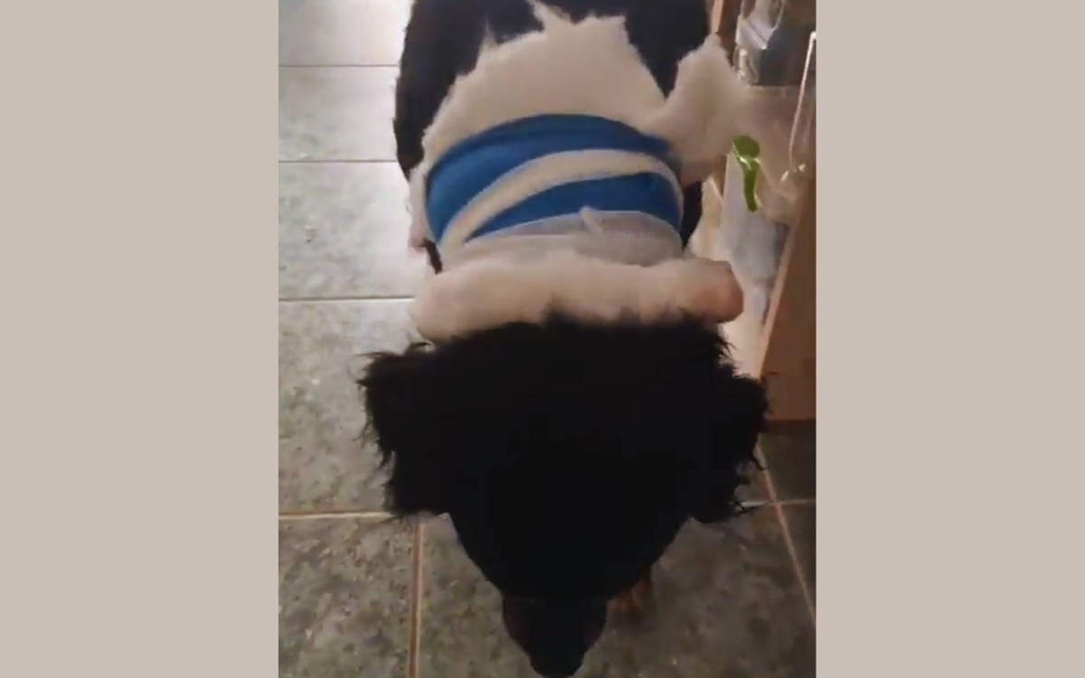 “‘Ne yapıyorsunuz?’ demeye kalmadan köpeğime 5-6 kez bıçakla saldırdı”
