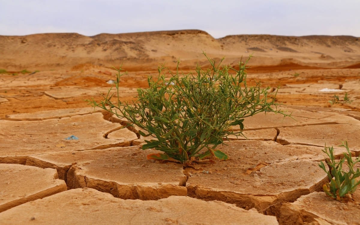 Afrika’da iklim krizi: Doğal afetler, açlık ve göç riski artıyor