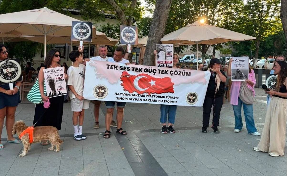 Sinop'ta barınaklar olmadan sokak hayvanlarını toplama baskısına tepki: "Çözüm katliam değil"