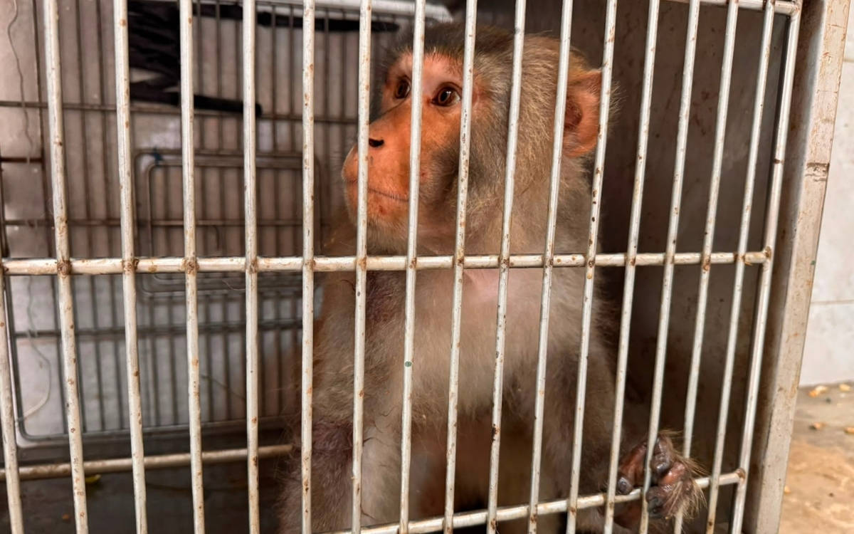 Hatay’da sokakta bulunan maymun koruma altına alındı