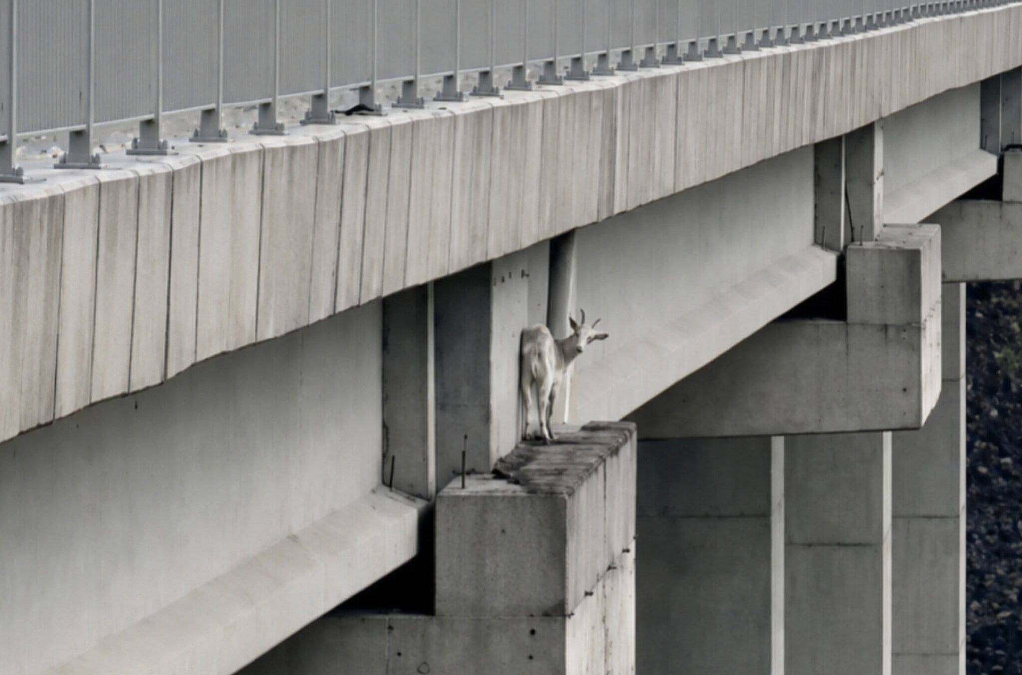 İstanbul firefighters rescue goat stranded on viaduct pillar