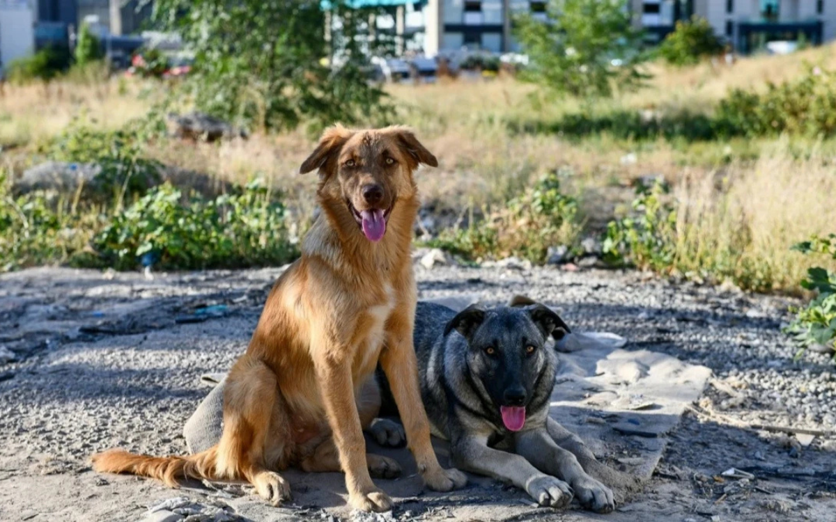 Diyarbakır’da köpeklerin toplandığı alan için ‘yaşam hakkı’ çağrısı
