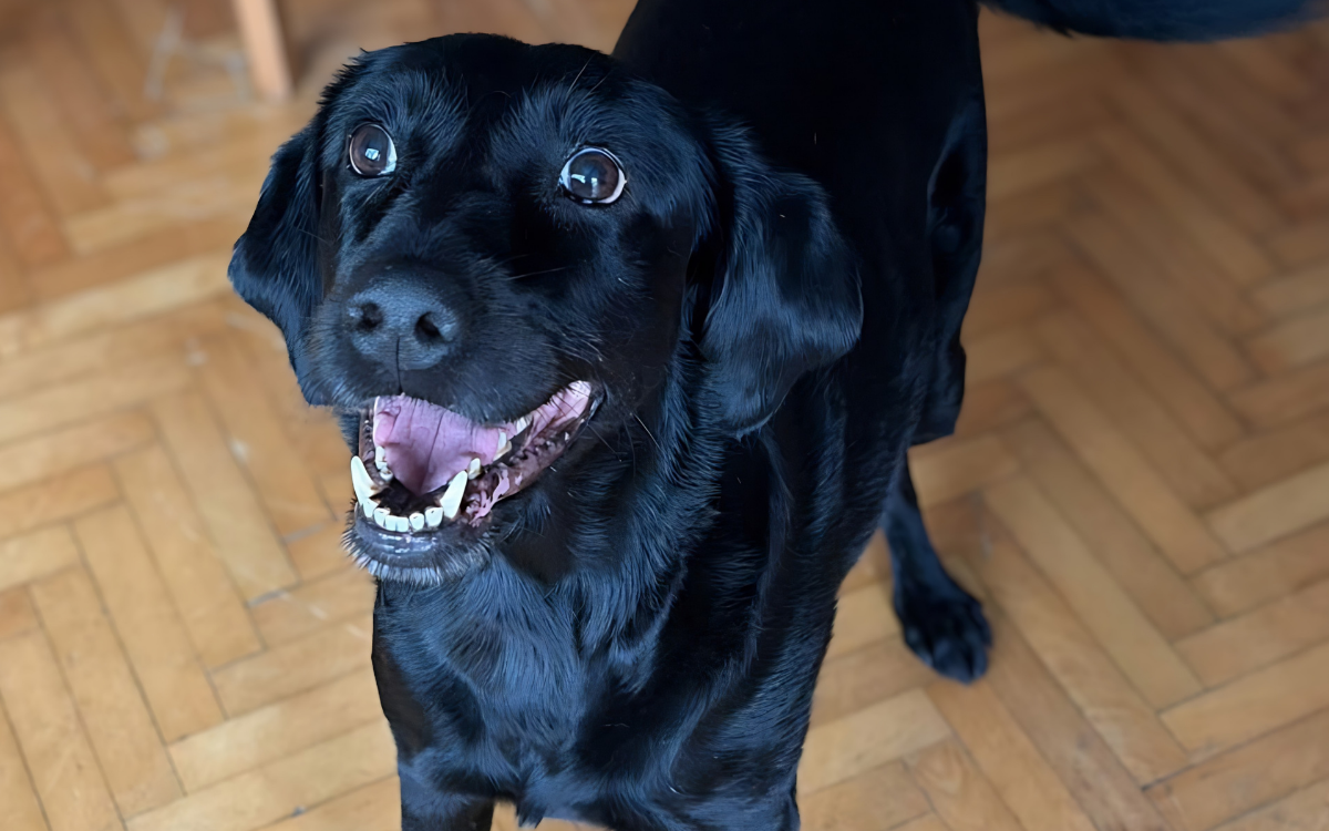 Birlikte yaşamın hakkı: 26 Ağustos Dünya Köpekler Günü
