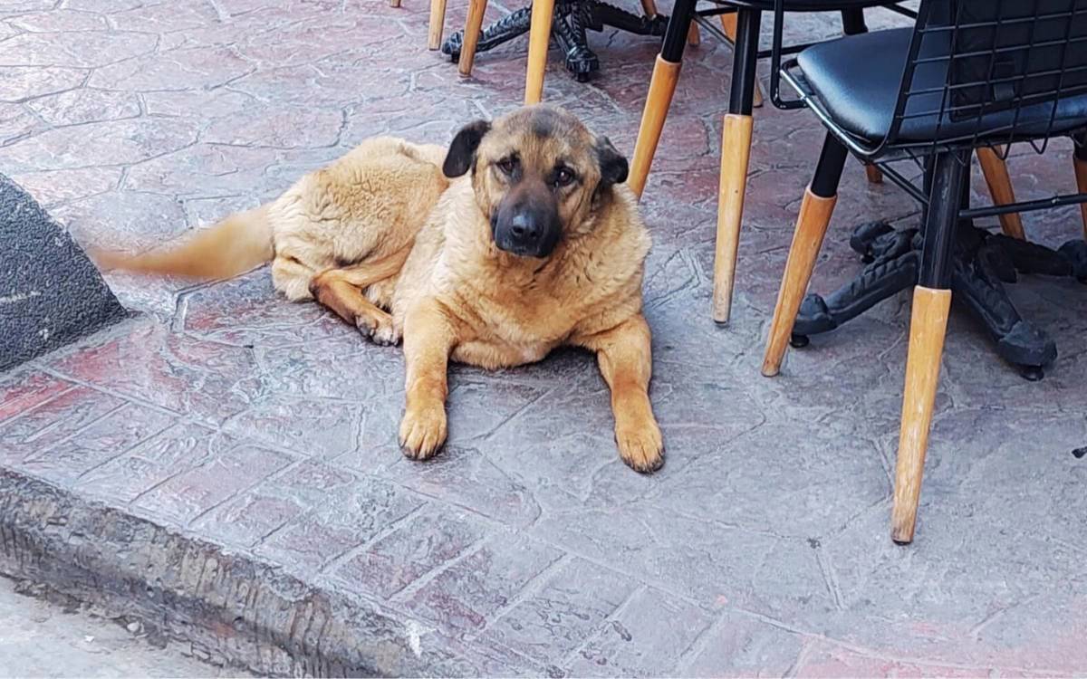 Sokakta yaşayan köpek neredeyse kalmadı