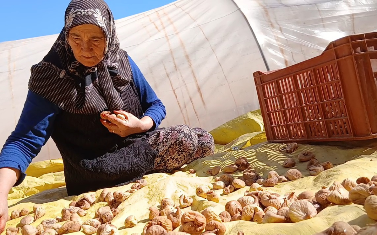 Aydın’da incir üreticileri: Fiyatlar düştü, maliyetler arttı
