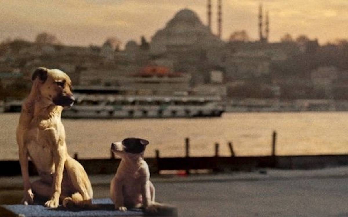 Türkiye, "Dünya Hayvanları Koruma Günü"ne hayvanları sokaklardan kaldırarak girdi