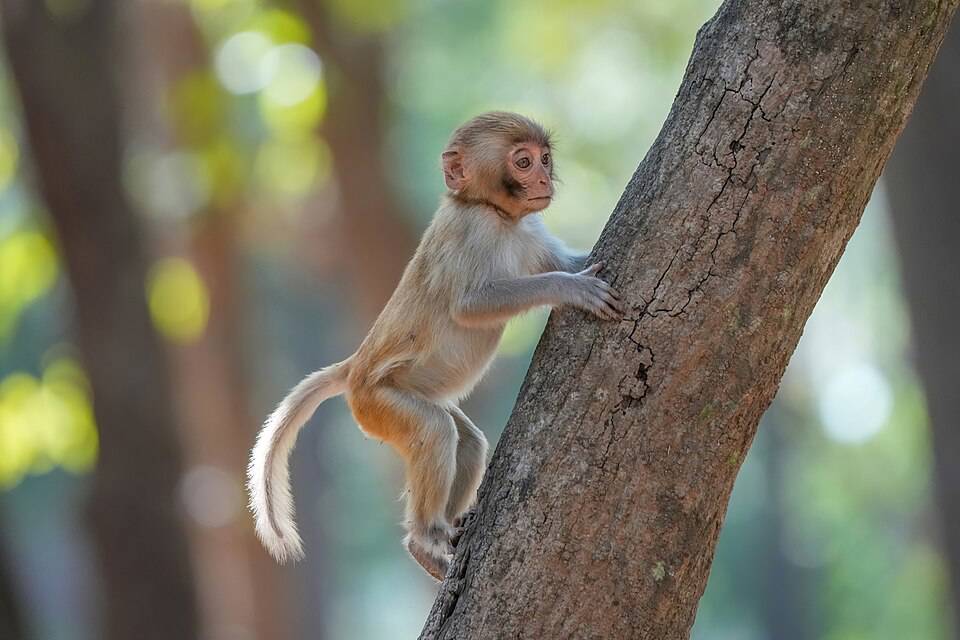 Endangered monkey rescued from home in western Turkey