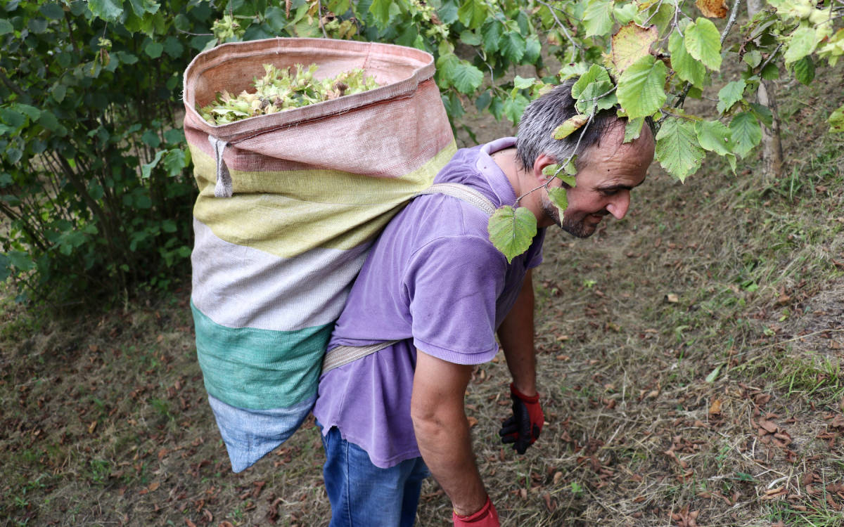 Tarımsal ürün fiyatları piyasa tanrılarına emanet