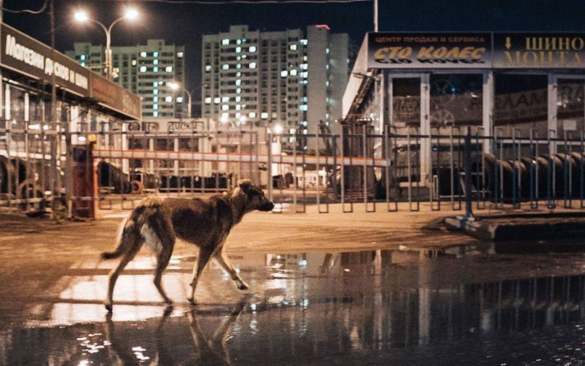 Uzayın kobay köpekleri