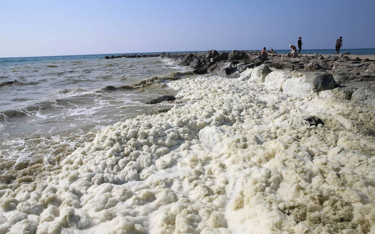 Bir ailenin ölümü: Müsilaj, midye ve vibrio riski