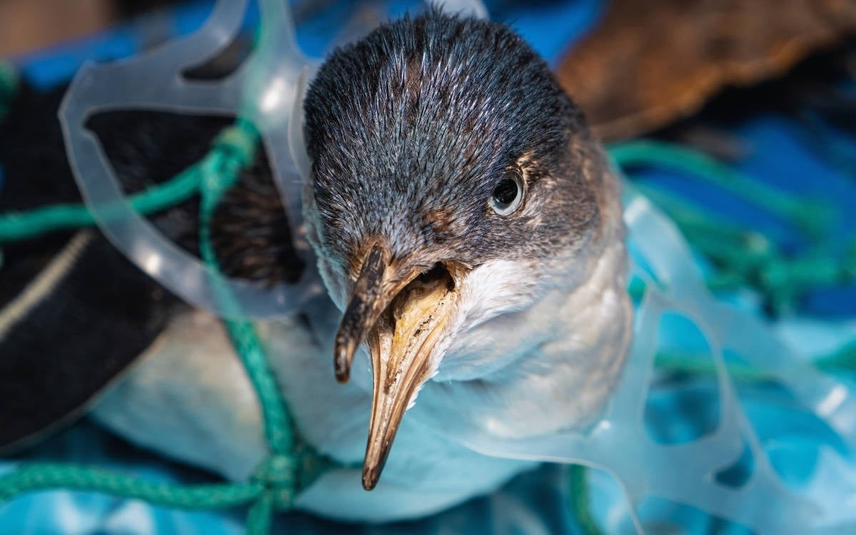 Atık: Beden ve bilince sızan tahakküm
