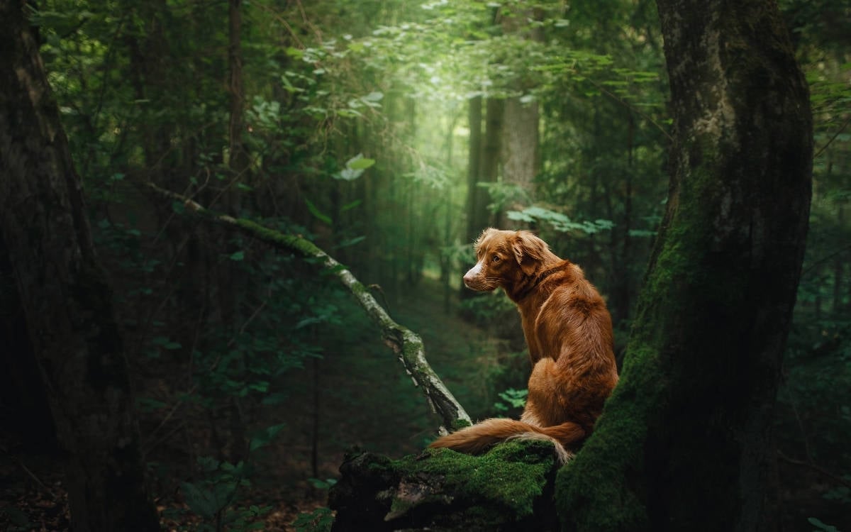 Homo Sapiens’ten kapitalizme uzanan ekokıyım