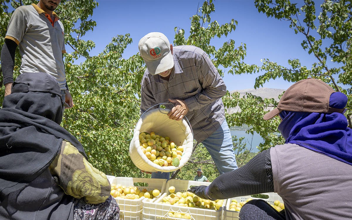 Akçadağ’da kayısı üreticileri ve kayısı işçiliği